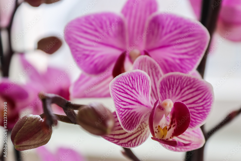 Fototapeta premium A close-up of a pink orchid with unique patterns on its petals, showcasing its vibrant colors and large blooms. Perfect for indoor plant themes, flowering plants, and flower care in home decor.