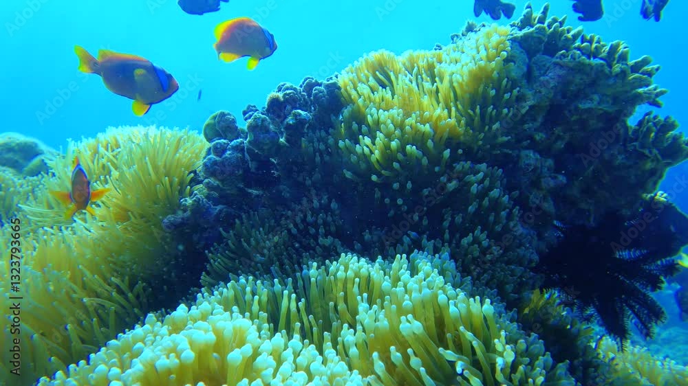underwater still close up view of curious clown fishes swimming around sea anemone with coral rock in the background during day time good weather clam ocean in South Asia underwater still close up view of curious clown fishes swimming around sea anemone with coral rock in the background during day time good weather clam ocean in South Asia