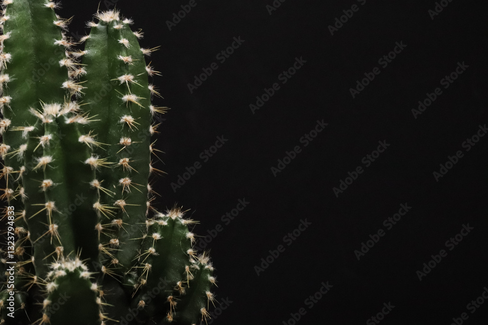 A cactus on a black background, showing its unique texture and spiky appearance. The contrast between the plant and the dark backdrop, perfect for backgrounds, textures, and nature-inspired designs. A cactus on a black background, showing its unique texture and spiky appearance. The contrast between the plant and the dark backdrop, perfect for backgrounds, textures, and nature-inspired designs.