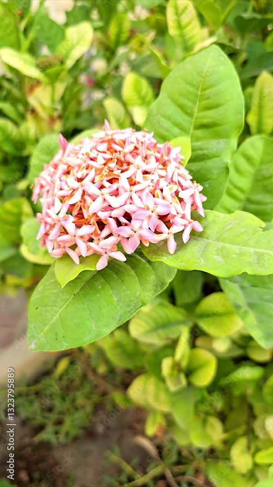 lxora plant flower beautiful natural background lxora plant flower beautiful natural background
