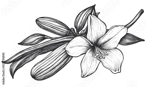 Elegant lily blossom and buds drawing in linear style, icons set, vector.