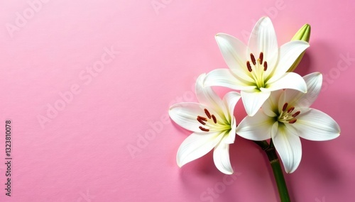 White lily blooms on a textured pink background, pink texture, bloom, clean