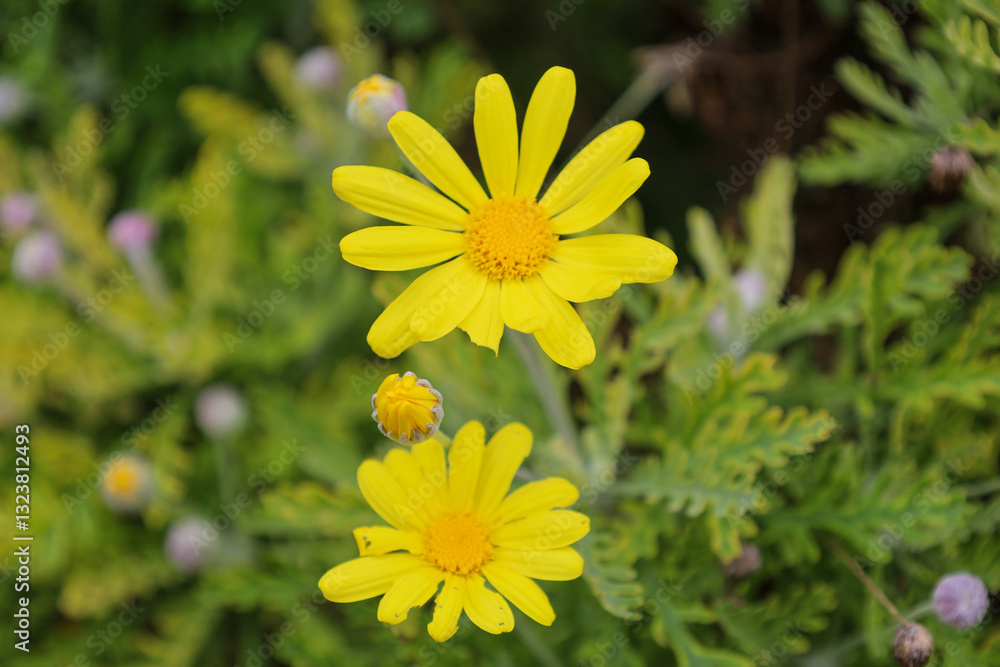yellow, orange, flower, flora, blooming, spring, plant, nature, garden, summer, close-up, petal, season, bloom, flowers, petals, springtime, floral, blossom, grass, leaf, leaves, macro, color, yellow, orange, flower, flora, blooming, spring, plant, nature, garden, summer, close-up, petal, season, bloom, flowers, petals, springtime, floral, blossom, grass, leaf, leaves, macro, color,
