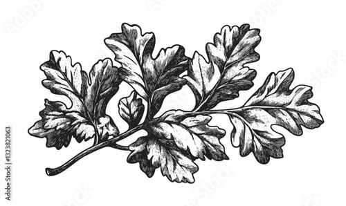 Detailed oak leaves drawing in linear style, botanical elements, sketch icons set, vector.