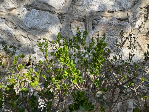Ligustrum vulgare spring leaf shoots. Close-up. Common names; wild privet, also sometimes known as common privet or European privet.