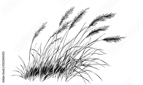 Elegant reed grass sketch with flowing leaves and stems, linear icons set, vector.