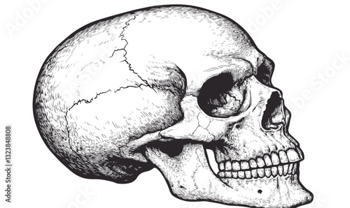 Realistic human skull side profile in high detail, vector, linear style, icons set.