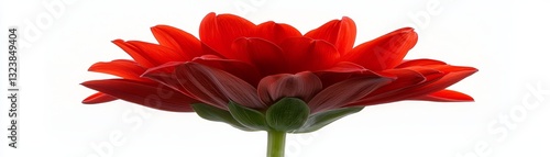 Closeup of vibrant red flower in full bloom stunning display of nature beauty