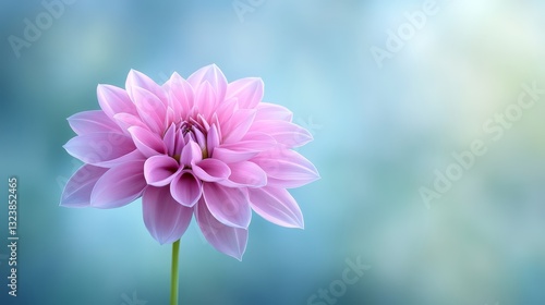 Stunning closeup vibrant pink flower in full bloom against tranquil blue background