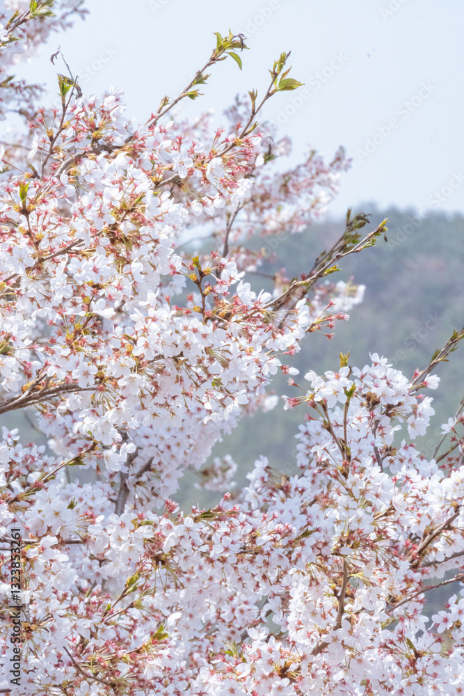 Fototapeta premium pink cherry blossom