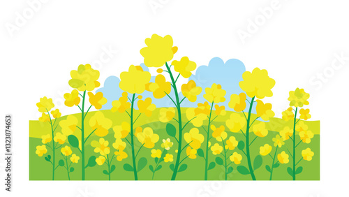 Vibrant Yellow Rapeseed Flowers Blooming in Sunny Field Landscape