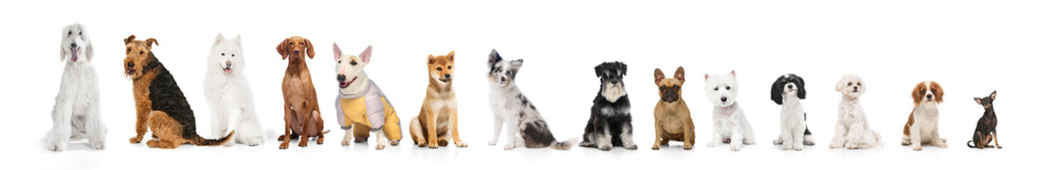 Lineup of various dog breeds sitting against white background. Concept of pet adoption, responsible ownership, veterinary services, grooming, dog training, and animal care.