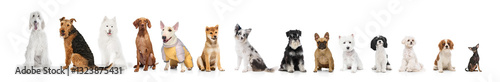 Photography Lineup of various dog breeds sitting against white background