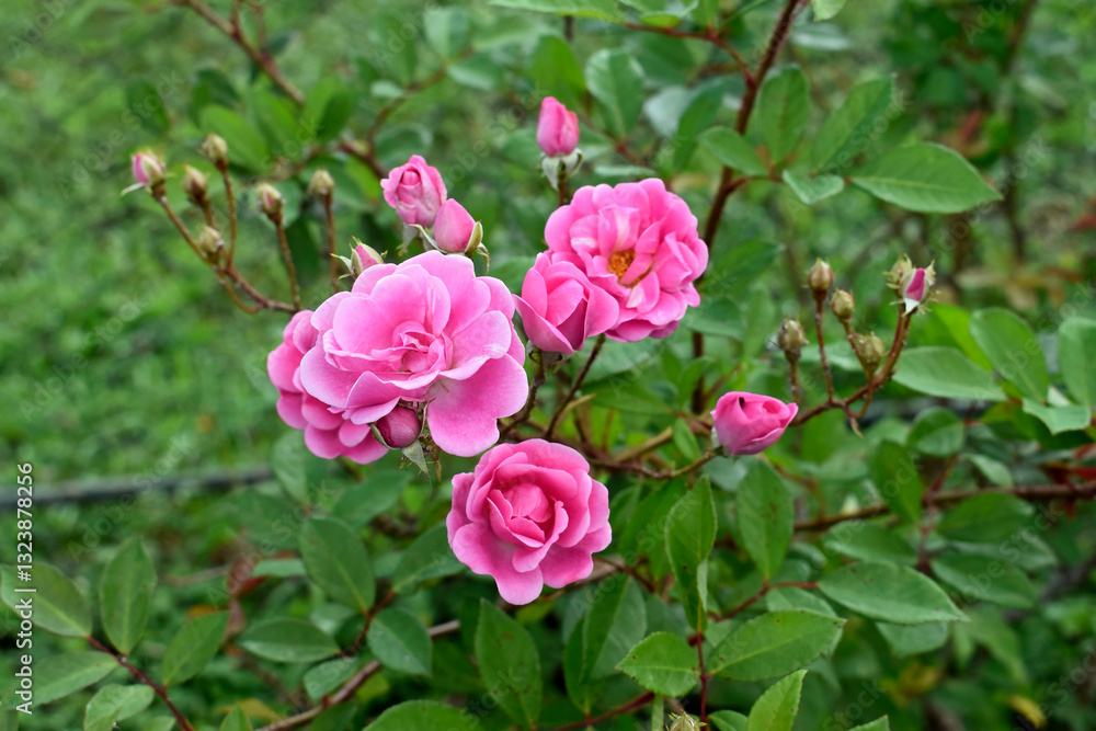 Pink roses on public garden in Teresopolis, Rio de Janeiro, Brazil