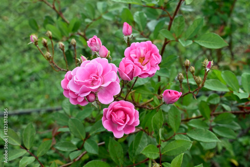 Pink roses on public garden in Teresopolis, Rio de Janeiro, Brazil