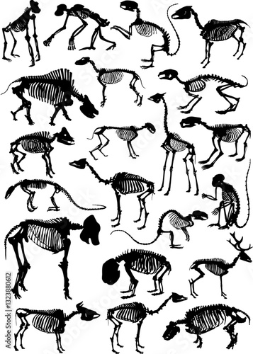 Photography skeletons of mammalian animals.eps