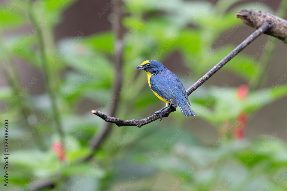 The yellow-throated euphonia, Euphonia hirundinacea The yellow-throated euphonia, Euphonia hirundinacea