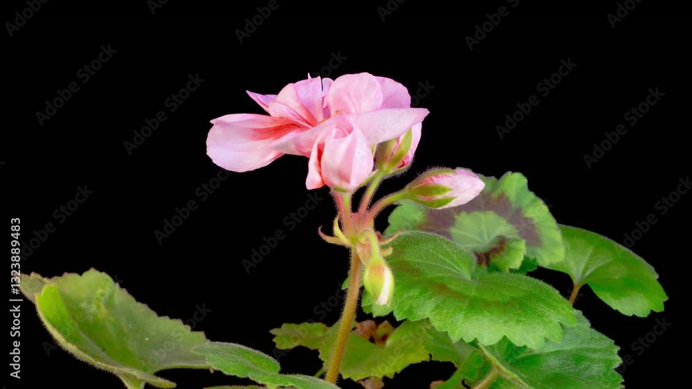 Pink Geranium Pelargonium Blossoms. Beautiful Time Lapse of Opening Pink Geranium Pelargonium Flower on Black Background. 4K. Pink Geranium Pelargonium Blossoms. Beautiful Time Lapse of Opening Pink Geranium Pelargonium Flower on Black Background. 4K.
