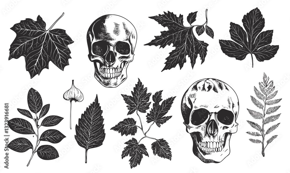 Fototapeta premium Skull and leaf illustrations - botanic and anatomy icons set, linear vector.