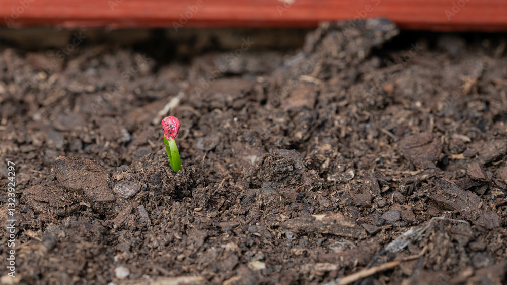 Newly sprouted spinach seed with green sprout, erupting from soil in a box planter, container gardening. Newly sprouted spinach seed with green sprout, erupting from soil in a box planter, container gardening.