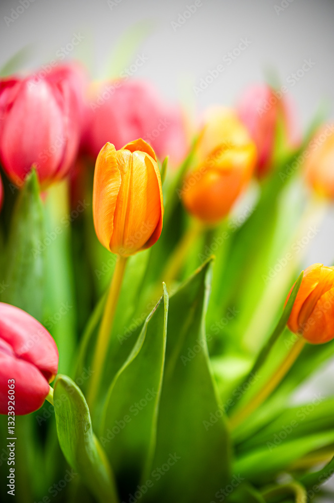 Fototapeta premium Bukiet tulipanów tulipan 