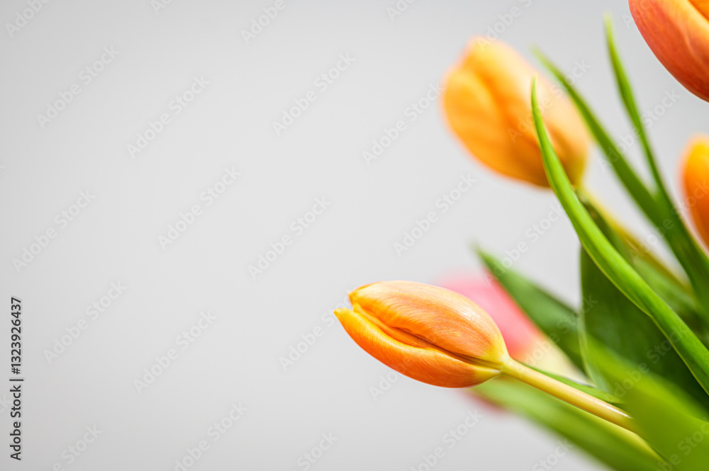 Fototapeta premium Bukiet tulipanów tulipan 