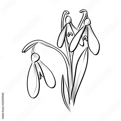 Black and white hand-drawn drawing of a group of snowdrop flowers vector