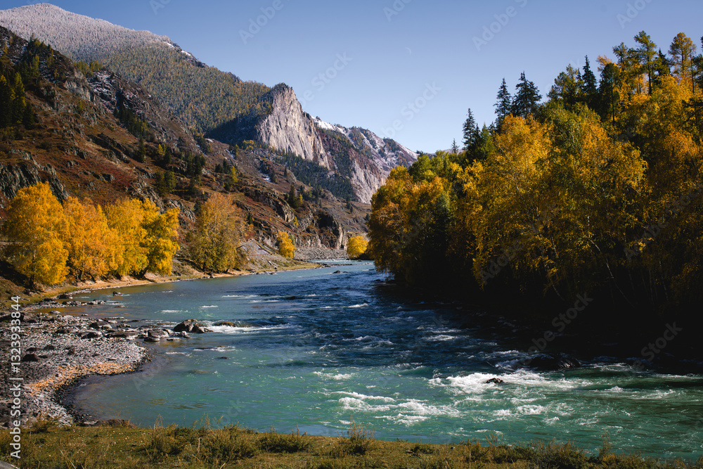 A fast, cold river flows through the golden autumn forest of the Altai Republic, showcasing the raw beauty of nature and the changing season.