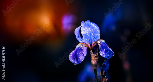 Wallpaper Mural A striking blue flower, possibly an iris, is covered in water droplets, illuminated against a soft, dark backdrop with colorful bokeh. Torontodigital.ca