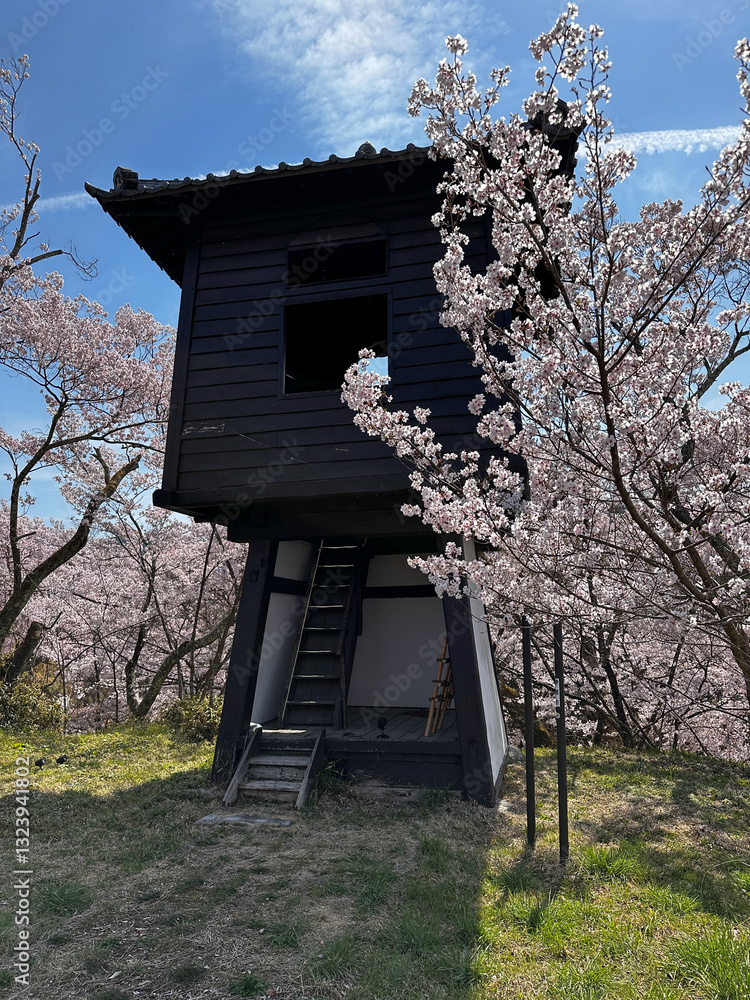 Takatō Castle Watchtower Sakura
