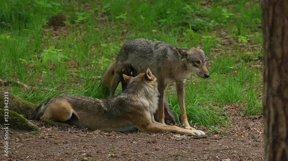 Wolf, Canis Lupus, Adult, Paar, säugen, Jungtiere, Wald, Sommer, Deutschland Wolf, Canis Lupus, Adult, Paar, säugen, Jungtiere, Wald, Sommer, Deutschland