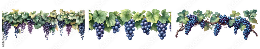 Obraz premium Vibrant grapevine with lush leaves and clusters of ripe grapes showcasing nature's beauty and abundance. Transparent PNG background, commercial use