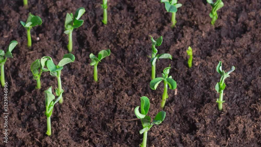 Time Lapse of Growth Green Peas Beans Plants. Insects Spoil Plants. 4K. Time Lapse of Growth Green Peas Beans Plants. Insects Spoil Plants. 4K.