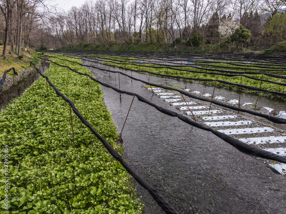 Wasabi Farming Serenity