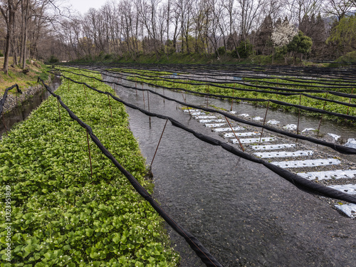 Wasabi Farming Serenity