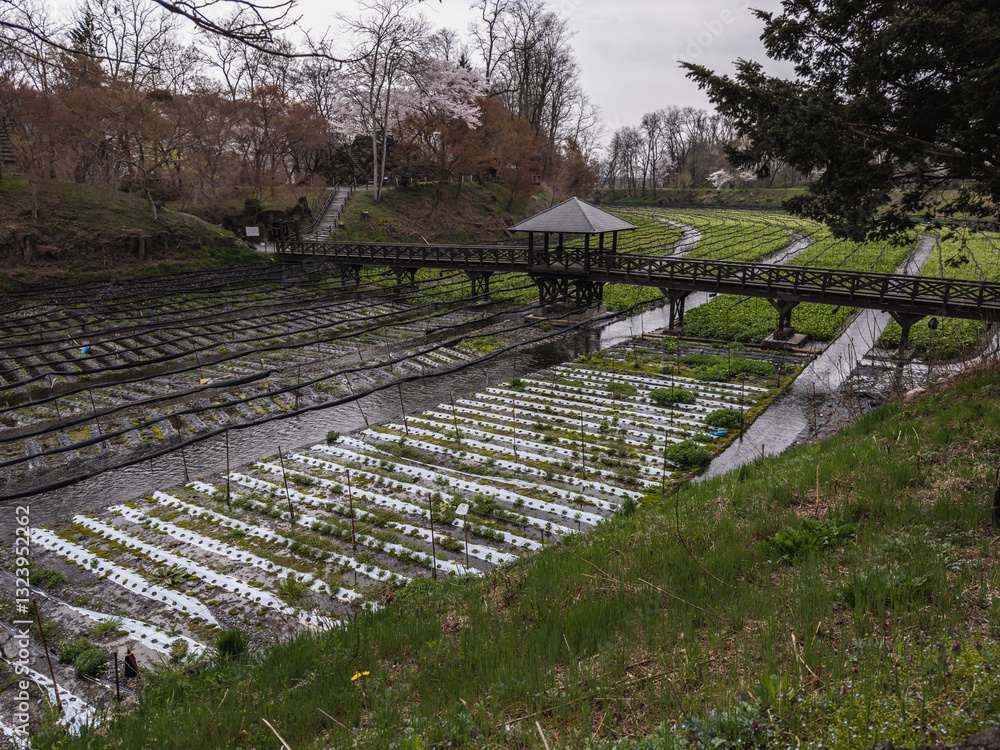 Wasabi Farming Serenity