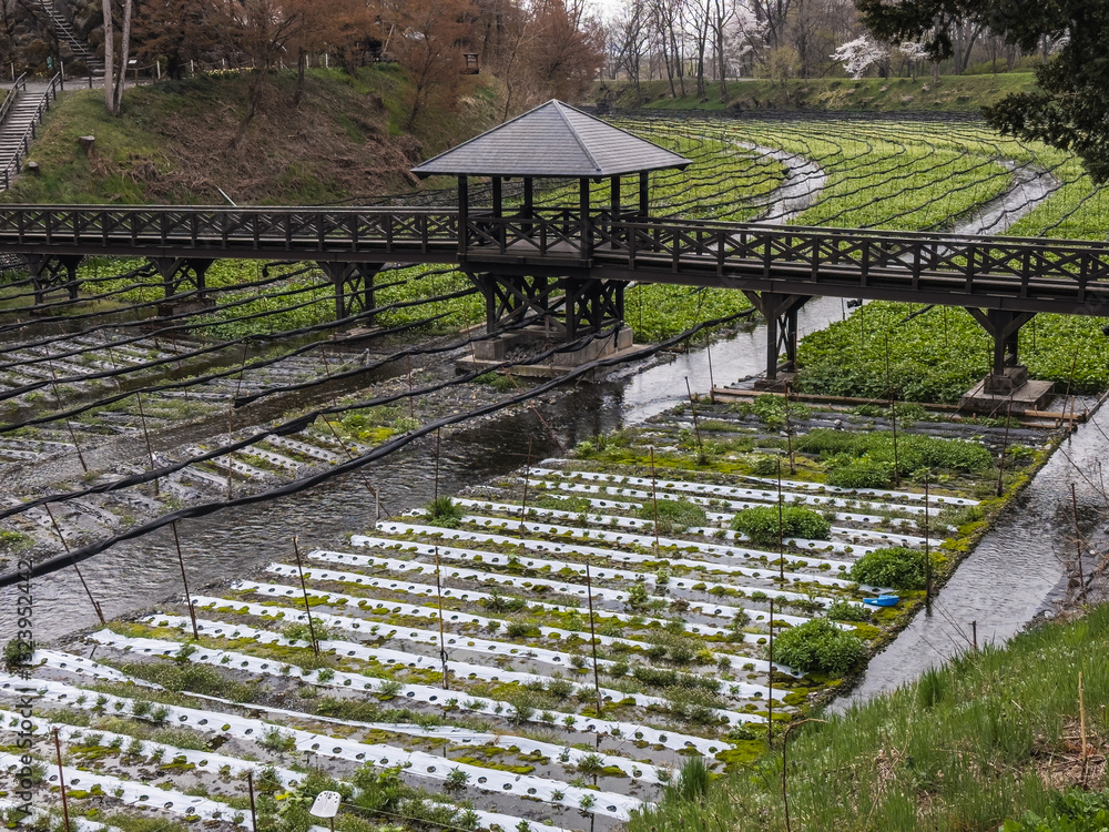 Wasabi Farming Serenity