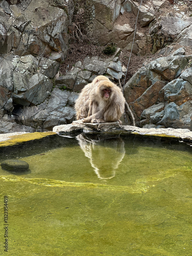 Snow Monkey Soak