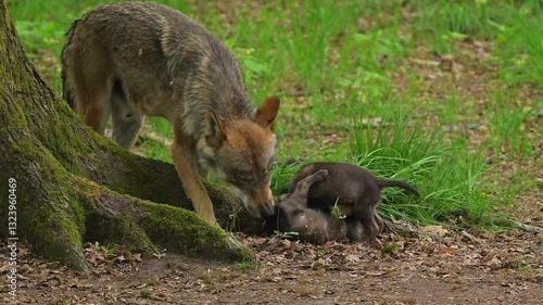 Wallpaper Mural Wolf, Canis Lupus, Adult, Jungtiere, Wald, Sommer, Deutschland Torontodigital.ca