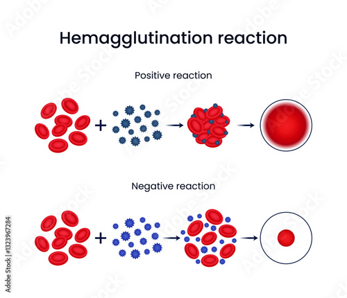 Hemagglutination reaction Positive and negative reaction illustration