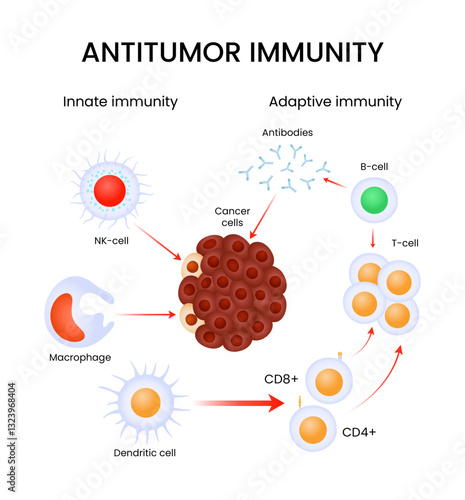 Antitumor Immunity Innate and Adaptive Immune Responses