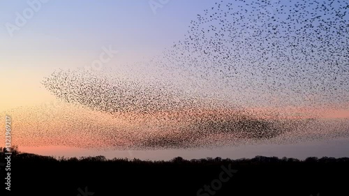 Starling birds murmuration in the sky during sunset at the end of a winter day. Huge groups of starlings (Sturnidae) in the sky that move in shape-shifting clouds reacting to Sparrow hawks bird 