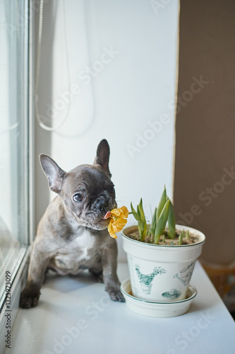 Dog French Bulldog eating tulip flower in pot at home. dog gray brown