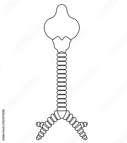 Science of hand drawn vector bronchus coloring page.