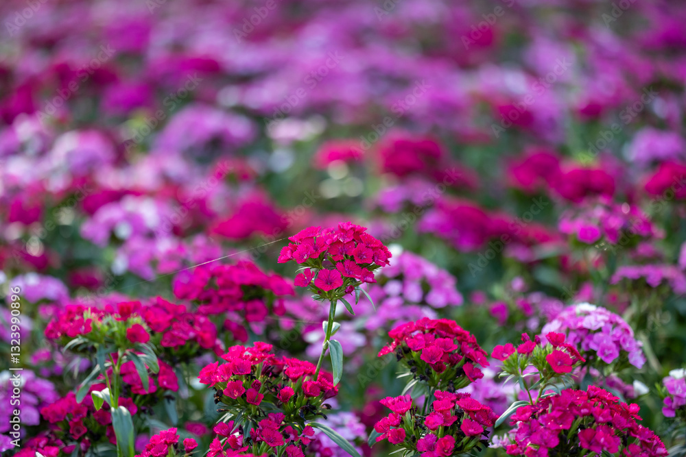 Obraz premium Sweet william flowers in full bloom on the background for spring and summer English country cottage garden for perennial and annual plants