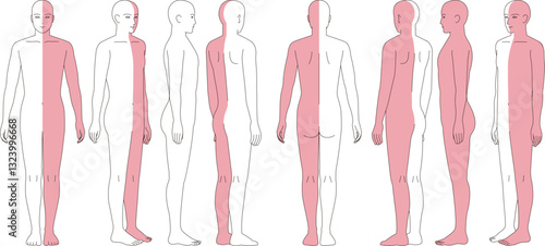 半身色分けした人体のイラスト。前面、背面、斜めの略図。