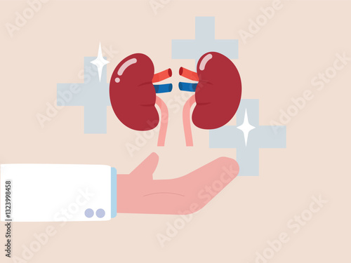 Doctor kidney organ donation transplantation anatomy medicine surgery care disease vector illustration concept hospital healthcare and medicine patient human science support dialysis internal organ