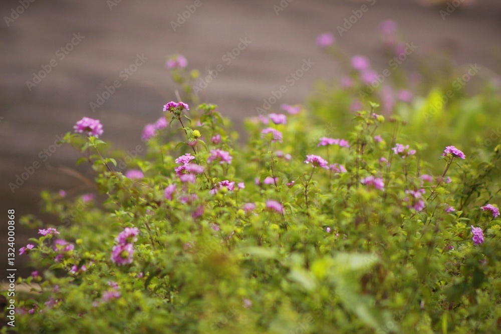 Obraz premium Small plants with purple flowers