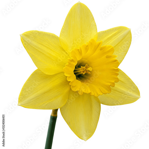 yellow daffodil isolated on transparent background