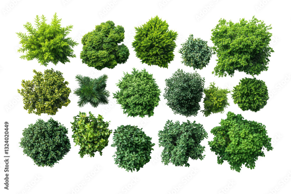 A collection of various green trees arranged prominently against a white isolated background, showcasing their unique shapes and textures. A collection of various green trees arranged prominently against a white isolated background, showcasing their unique shapes and textures.